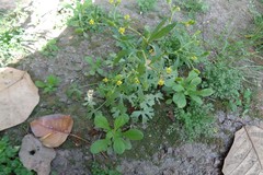 Ranunculus sceleratus